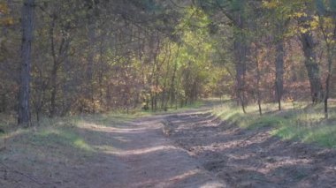 Huzurlu ve sakin bir patika, güneşli bir ormanın yemyeşil sularında usulca dolaşır. Keşifleri davet eder ve doğanın güzelliği ve güzellikleri için derin bir takdirdir.