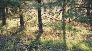 Huzurlu ve sakin bir orman sahnesi altın güneş ışığını sergiliyor. Uzun ağaçların arasından yavaşça süzülüyor, yemyeşil otları ve yere saçılmış yaprakları incelikle aydınlatıyor.