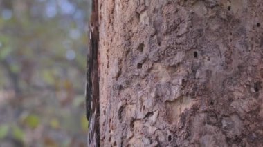Ağaç kabuğunun bu yakın çekimi, karmaşık dokularını ve benzersiz desenlerini, büyüleyici doğa tutkunlarını ve çevresel temalar ve koruma çabaları hakkında tutkulu olanları gözler önüne seriyor.