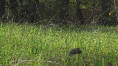 Canlı yeşil otlarla dolu, şaşırtıcı derecede sakin bir çayırın manzarası, güzel, sakin doğal bir manzarayla çevrili, herkes için son derece huzurlu bir ortam yaratıyor.