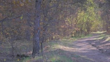 Sonbahar ormanı boyunca esen manzaralı bir patika, canlı renkler sergiliyor, onu doğa meraklıları, doğa severler ve macera ve sükunet arayan kaşifler için mükemmel bir yer haline getiriyor.