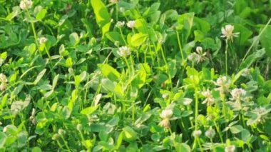 Canlı ve gelişen bir yonca tarlası, parlak güneş ışığı altında güzelce aydınlatılmış küçük, narin beyaz çiçeklerle birlikte zengin yeşil yapraklarını sergiliyor, güzel bir manzara yaratıyor.