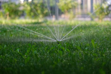 Canlı, yemyeşil bir çimen bir fıskiyeyle nazikçe sulanıyor, doğanın muhteşem güzelliğini ve ılık güneş ışınlarının altındaki sulamanın etkinliğini güzel bir şekilde gösteriyor.
