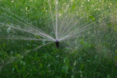 Canlı ve canlı bir yeşil çimen şu anda dönen bir fıskiyeyle sulanıyor, küçük damlacıklar sıcak güneş ışığında parıldıyor, iyi korunmuş bir bahçenin yemyeşil yeşilliğini güzelce sergiliyorlar.