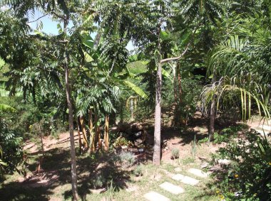 Hurma ağacının altında,