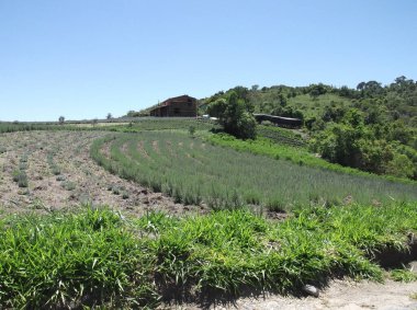 Sao Paulo eyaletinin Cunha şehrindeki lavanta tarlası.