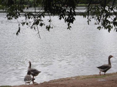 Sao Paulo 'daki Ibirapuera Parkı' nda kazlı gölet.