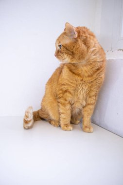 Pencere kenarındaki beyaz bir masada kırmızı bir kedi oturuyor. Beyaz arka planda sarı gözlü kırmızı kedi. Şirin tüylü kedi. Kırmızı kedi pencereden dışarı bakıyor. Kedi maması reklamı için kedi..