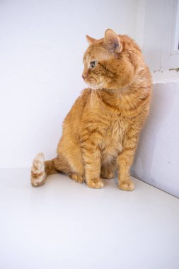 Pencere kenarındaki beyaz bir masada kırmızı bir kedi oturuyor. Beyaz arka planda sarı gözlü kırmızı kedi. Şirin tüylü kedi. Kırmızı kedi pencereden dışarı bakıyor. Kedi maması reklamı için kedi..