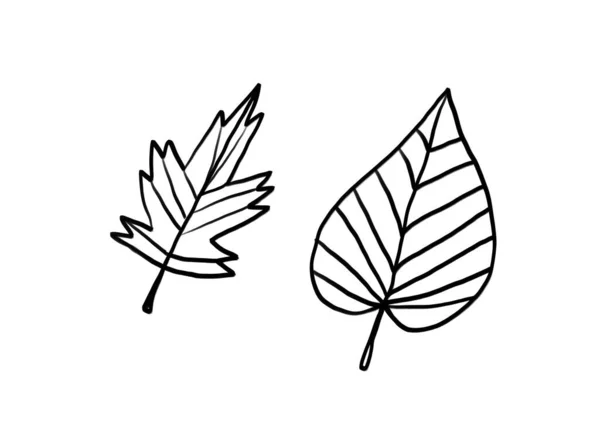 Set Hand Drawn Leaves Good Any Project — Stock Photo, Image