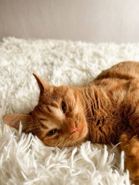 Beyaz bir battaniyenin üzerinde tatlı, uykucu, kızıl bir kedi..