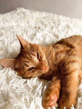 Beyaz bir battaniyenin üzerinde tatlı, uykucu, kızıl bir kedi..