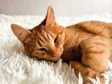 Beyaz bir battaniyenin üzerinde tatlı, uykucu, kızıl bir kedi..