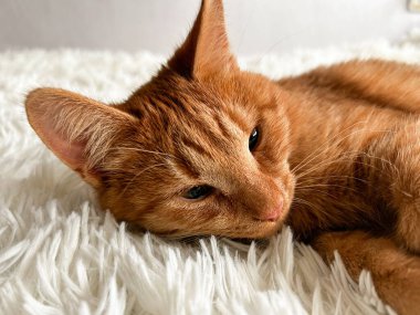 Beyaz bir battaniyenin üzerinde tatlı, uykucu, kızıl bir kedi..