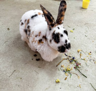 Beyaz ve siyah bir tavşan. Her proje için iyidir..