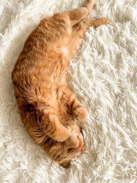 A cute sleepy ginger cat on a white blanket.