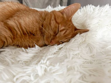 Beyaz bir battaniyenin üzerinde tatlı, uykucu, kızıl bir kedi..