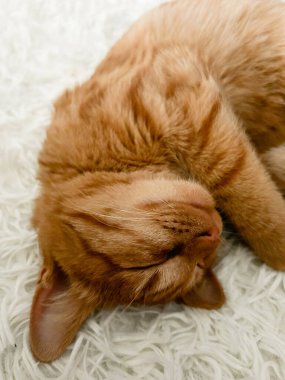 Beyaz bir battaniyenin üzerinde tatlı, uykucu, kızıl bir kedi..