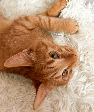 Beyaz bir battaniyenin üzerinde tatlı, uykucu, kızıl bir kedi..