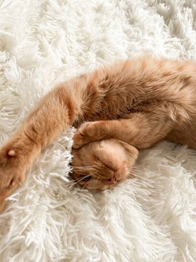 Beyaz bir battaniyenin üzerinde sevimli, sevimli, kızıl bir kedi..