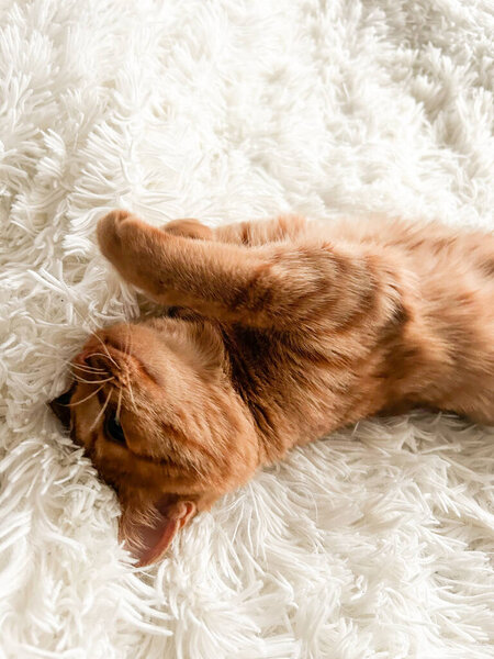 A cute adorable ginger cat on a white blanket.