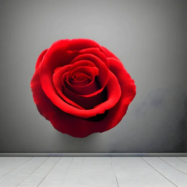Eine Schöne Rot Weiße Große Rose Mit Grünen Blättern Nahaufnahme — Stockfoto