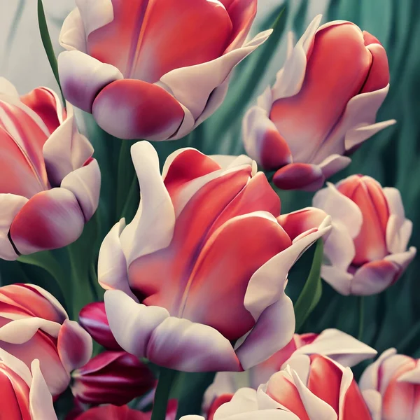 Red and pink tulips with realistic vibrant colors with petals and lush green leaves