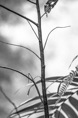 Kosta Rika 'daki Yağmur Ormanı Bitkisinin Tek Renkli Soyut Maruziyeti. Duvardaki parmak izi ve çerçeve için harika..