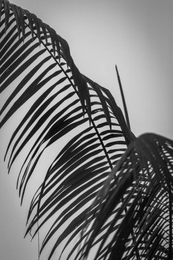 Kosta Rika 'daki Yağmur Ormanı Bitkisinin Tek Renkli Soyut Maruziyeti. Duvardaki parmak izi ve çerçeve için harika..