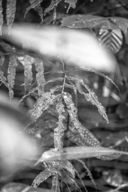 Kosta Rika 'daki Yağmur Ormanı Bitkisinin Tek Renkli Soyut Maruziyeti. Duvardaki parmak izi ve çerçeve için harika..