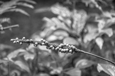 Kosta Rika 'daki Yağmur Ormanı Bitkisinin Tek Renkli Soyut Maruziyeti. Duvardaki parmak izi ve çerçeve için harika..