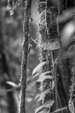 Kosta Rika 'daki Yağmur Ormanı Bitkisinin Tek Renkli Soyut Maruziyeti. Duvardaki parmak izi ve çerçeve için harika..