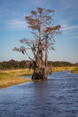 Orlando Wetlands peyzajı bir bataklık teknesi turu sırasında ortaya çıkıyor