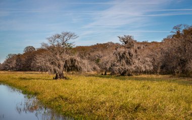 Orlando Wetlands peyzajı bir bataklık teknesi turu sırasında ortaya çıkıyor