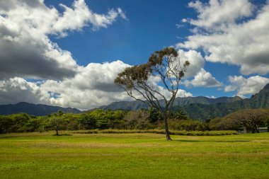 Kualoa Bölgesel Parkı 'nda yapılan teşhir, Mokolii adasını, daha yaygın olarak Çin Adası Şapkası olarak adlandırılan Oahu Adası, Hawaii' de, Jurassic Park 'ın çekildiği yer olarak bilinen Kuala Çiftliği' ne çok yakın bir yerde..