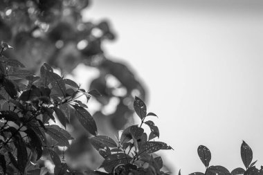 Kosta Rika 'daki Yağmur Ormanı Bitkisinin Tek Renkli Soyut Maruziyeti. Duvardaki parmak izi ve çerçeve için harika..