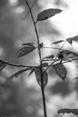 Kosta Rika 'daki Yağmur Ormanı Bitkisinin Tek Renkli Soyut Maruziyeti. Duvardaki parmak izi ve çerçeve için harika..