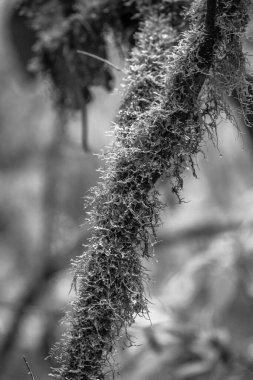 Kosta Rika 'daki Yağmur Ormanı Bitkisinin Tek Renkli Soyut Maruziyeti. Duvardaki parmak izi ve çerçeve için harika..