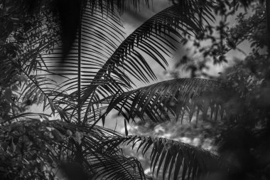 Kosta Rika 'daki Yağmur Ormanı Bitkisinin Tek Renkli Soyut Maruziyeti. Duvardaki parmak izi ve çerçeve için harika..