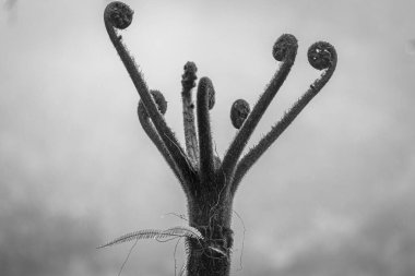 Kosta Rika 'daki Yağmur Ormanı Bitkisinin Tek Renkli Soyut Maruziyeti. Duvardaki parmak izi ve çerçeve için harika..
