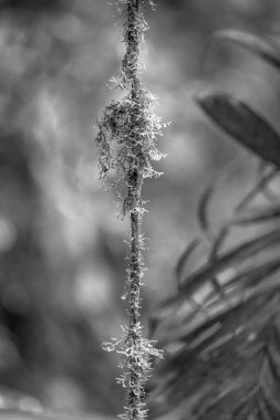 Kosta Rika 'daki Yağmur Ormanı Bitkisinin Tek Renkli Soyut Maruziyeti. Duvardaki parmak izi ve çerçeve için harika..