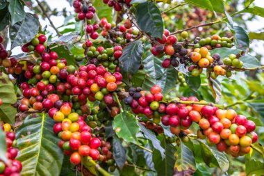 Ağaçtaki renkli kahve çekirdeklerini kapat. Sadece koyu kırmızılar elle toplanmaya hazır. Fotoğraf Guatemala 'daki bir çiftlikte çekildi..