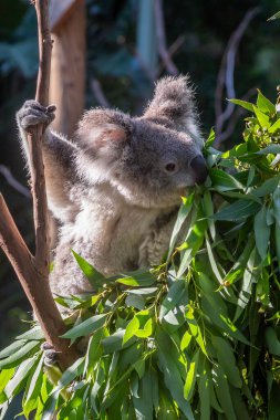 Ağaç dalında oturmuş okaliptüs yaprakları yiyen bir Koala 'ya (Phascolarctos Cinereus) maruz kalmak