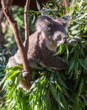 Ağaç dalında oturmuş okaliptüs yaprakları yiyen bir Koala 'ya (Phascolarctos Cinereus) maruz kalmak