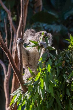 Ağaç dalında oturmuş okaliptüs yaprakları yiyen bir Koala 'ya (Phascolarctos Cinereus) maruz kalmak