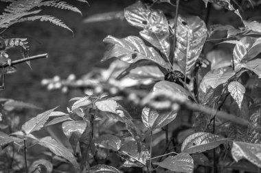 Kosta Rika 'daki Yağmur Ormanı Bitkisinin Tek Renkli Soyut Maruziyeti. Duvardaki parmak izi ve çerçeve için harika..