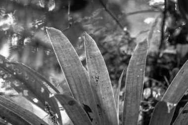 Kosta Rika 'daki Yağmur Ormanı Bitkisinin Tek Renkli Soyut Maruziyeti. Duvardaki parmak izi ve çerçeve için harika..