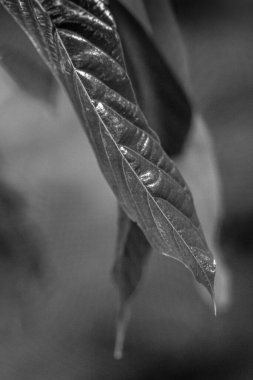 Kosta Rika 'daki Yağmur Ormanı Bitkisinin Tek Renkli Soyut Maruziyeti. Duvardaki parmak izi ve çerçeve için harika..