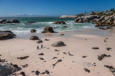 Boulders Sahili, nam-ı diğer Boulders Körfezi. Penguenlerin görülebildiği tek Afrika plajı olduğu için popüler bir yer..