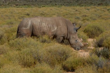 Güney Afrika 'daki bir Safari' de Güney Afrika gergedanının teşhir edilmesi